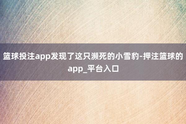 篮球投注app发现了这只濒死的小雪豹-押注篮球的app_平台入口