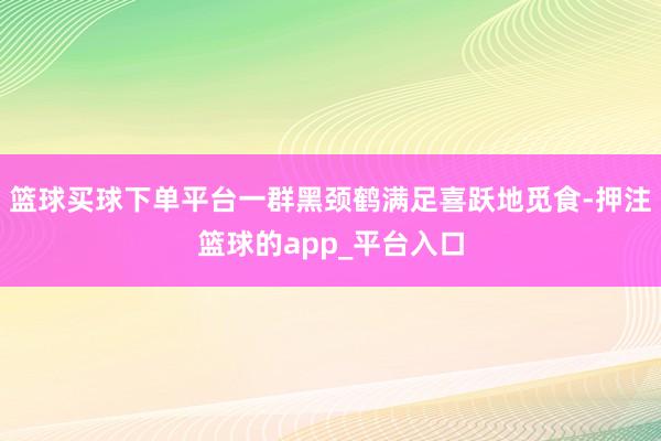篮球买球下单平台一群黑颈鹤满足喜跃地觅食-押注篮球的app_平台入口